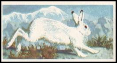 58BBBWL 21 The Mountain or Blue Hare.jpg